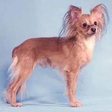 It will also be easier to report your dog's progress to your vet. Nutrition For Underweight Pets Petcarerx