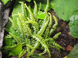 Image result for Asplenium simii