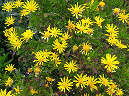 Image result for Euryops chrysanthemoides