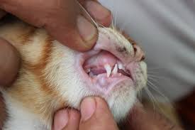 Ketumbuhan di dalam hidung seperti tumor. 5 Tanda Awal Kanser Pada Kucing Yang Pemilik Kucing Perlu Tahu Iluminasi
