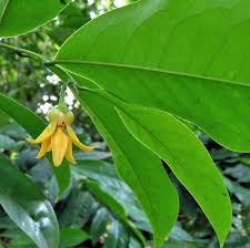 Image result for Cananga