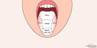 Bitter Taste In My Mouth Causes 7 Human Tongue Parts 10 Functions Diagram Diseases