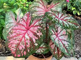 Image result for Caladium