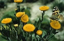 Image result for Helichrysum candolleanum