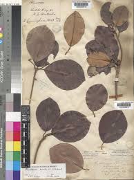 Image result for Manilkara kauki