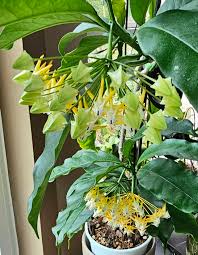 Image result for hoya multiflora
