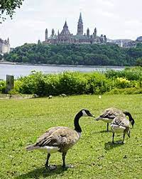 In dominican republic, dried and smoked herring roe (huevas de arenque) is eaten. Canada Goose Wikipedia