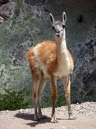 guanaco animaux
