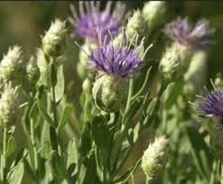 Flowers are ½ inch across, 5 purple petals that are flaring to tightly curled back. Weed Guide Pajarito Environmental Education Center