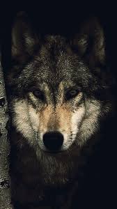 Follow the vibe and change your wallpaper every day! Alpha Wolf Wallpapers Wallpaper Cave
