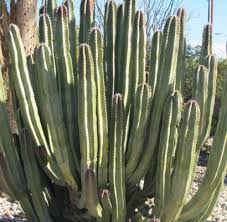 There are no desert cacti native to the light unlike the jungle cacti, desert cacti typically prefer a lot more light. Senita Cactus Horticulture Unlimited