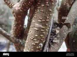 Image result for Secamone alpini