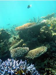 Organisms Can Cover Every Square Inch Of A Coral Reef Coral Reef Biome Reef Coral Reef