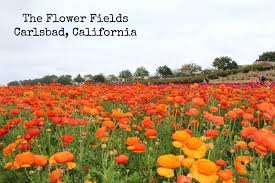 Here's where to find the best southern cali blooms. Best Places To See Wildflowers In San Diego Socal Field Trips