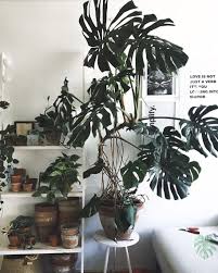 This 55 Year Old Monstera Deliciosa Was Adopted By Interiorplantlovers With The Goal Of Jump Starting Its Growth Aga Monstera Deliciosa Monstera Display Homes