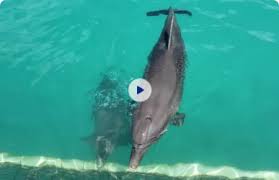 Apr 05, 2021 · dolphins use their ________ to breathe. All The Activities The Dolphin Company