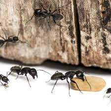 Midwestern termite & pest control can help you exterminate pests in st louis county, st. The Best 10 Pest Control Near Lady Bug Pest Control In Saint Louis Mo Yelp