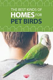 Types Of Birds You Can Have As Pets Did You Know Your Home Type Will Dictate Which Kind Pet Bird Is Best For You Best Pet Birds Pet Birds Pets