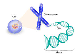 New research reveals that a healthy lifestyle can substantially reduce a person's likelihood of developing dementia, even if they have a high genetic risk . Alzheimer S Disease Genetics Fact Sheet National Institute On Aging