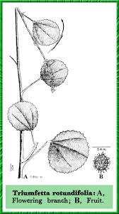 Image result for Triumfetta annua
