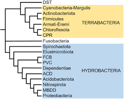 Image result for Phyla