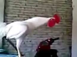 Hen Funny Song Youtube Check out our latest funny pranks: hen funny song youtube