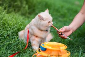 Aroma nya enak buangttt seperti ikan sardinn dan ini juga bagus buangt buat penambah napsu makan kucing kesayangan kita. Picky Eater Begini Cara Tepat Pilih Makanan Untuk Kucing Persia Merdeka Com