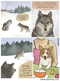 I Have No Regrets Whatsoever Dogs Know Your Meme