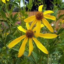Image result for Rudbeckia laciniata