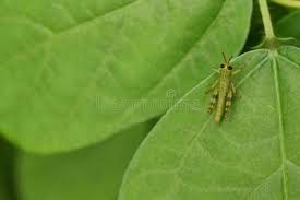 371 Baby Grasshopper Photos Free Royalty Free Stock Photos From Dreamstime