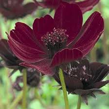 Chocolate Cosmos Black Flowers Chocolate Cosmos Beautiful Flowers Flowers Perennials