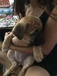 As adults, mini english bulldogs should not be overfed as. English Bulldog Mix German Shepherd For Sale In Novato California Classified Americanlisted Com