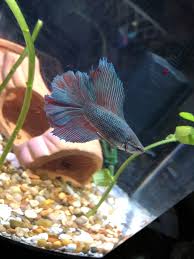 Does My Betta Have Fin Rot Or Fin Melt I Just Got Him And I Realized His Fins Are A Little Raggedy Bettafish