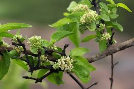 Image result for Psydrax