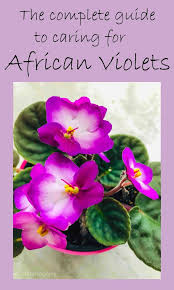 The Complete Guide To Caring For African Violets African Violets Violet Plant African Violets Plants