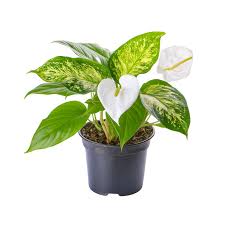 Image result for Epipremnum en casa