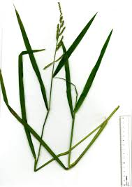 Image result for Echinochloa jubata