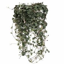 Image result for Ceropegia schultzei