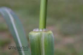 Image result for Panicum calvum