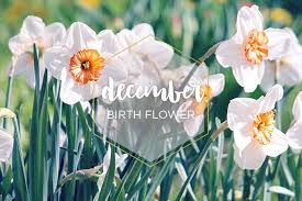 December Birth Flower Narcissus Ftd Com Birth Flowers December Birth Flower Birth Month Flowers