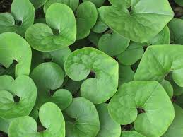Seeds germinate best with cold treatment. Planting For Tomorrow Replacing Aggressive Species To Promote Diversity