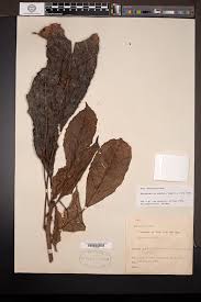 Image result for Paracroton pendulus