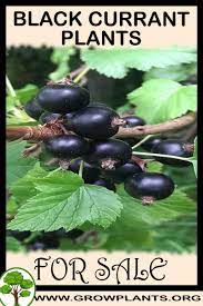 A hardiness zone is a geographically defined area in which a specific category of plant life is capable of growing, as defined by climatic conditions, including its ability to withstand the minimum temperatures of the zone (see the scale on the right or the table below). Black Currant Plants For Sale Grow Plants