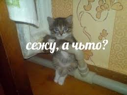 страшно очень страшно мы не знаем что это такое Malchikam Toest Smeshnye Memy Veselye Memy I Koshachi Memy