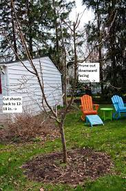 How To Prune Peach Trees Pruning Peach Trees Peach Trees Peach Tree Care