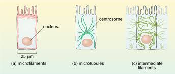 In young parts of plant and fruits, cell shapes are generally round, while in older sections, the cells microfilaments are the thinnest and most abundant of the cytoskeleton proteins. A Tour Of The Cell Microfilaments Openlearn Open University S294 1