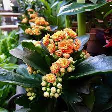 Pin On Plantas Flores