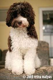 120 I Want A Labradoodle Ideas Labradoodle Goldendoodle Cute Dogs