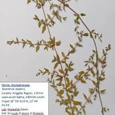 Image result for Boerhavia repens