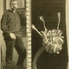 Image result for Tinnea antiscorbutica